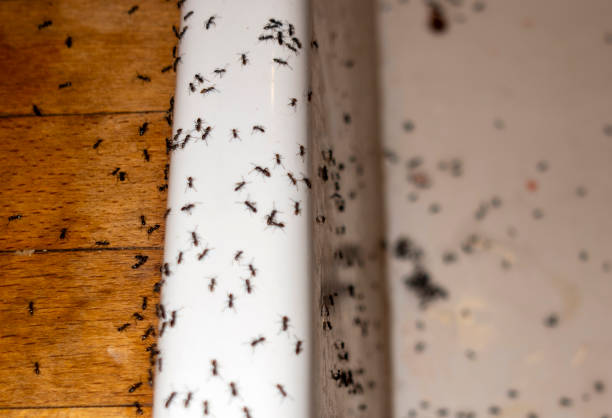 Best Commercial Pest Control Services  in Grantsburg, WI