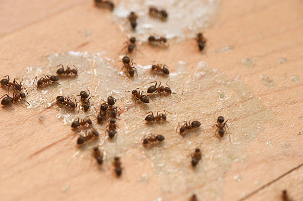Best Termite Control Services  in Grantsburg, WI