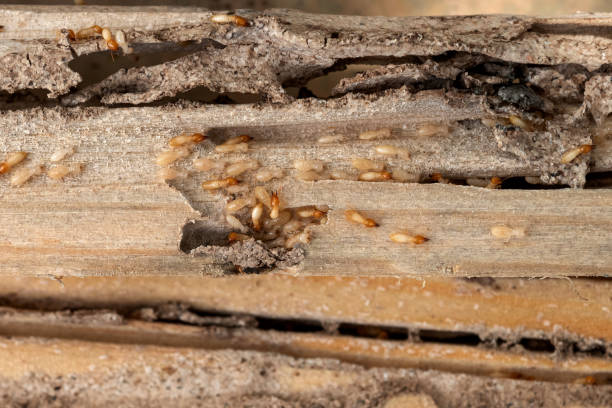 Best Affordable Pest Control Services  in Grantsburg, WI